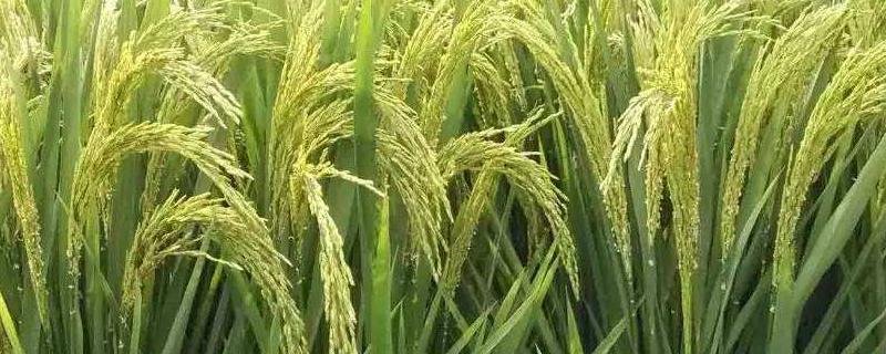杂交水稻时间，和普通水稻有什么区别