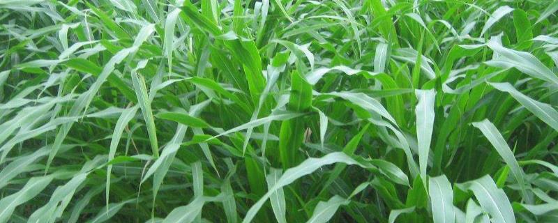 牧草玉米种植技术 玉米草的种植与管理技术