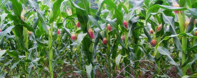 玉米亩产，如何提高玉米的产量 玉米亩产3000斤方法