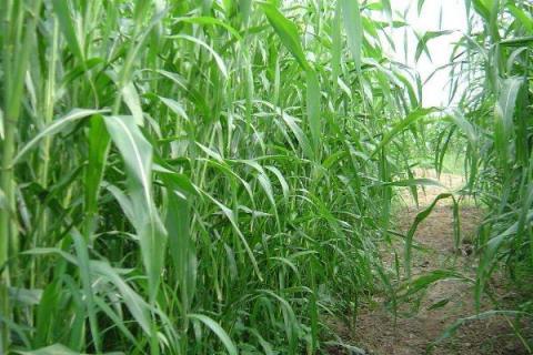 牧草玉米种植技术