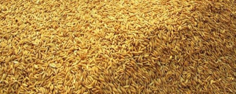 一斤谷子能打多少米，能酿多少酒 一斤谷子能打多少米,能酿多少酒呢