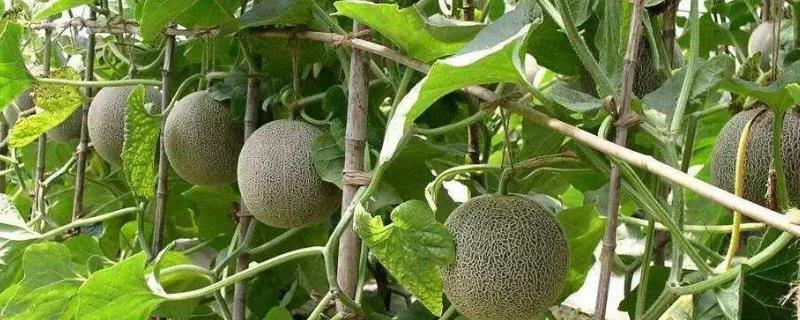 哈蜜瓜怎么种植两广可以种植吗 哈蜜瓜种植技术视频种