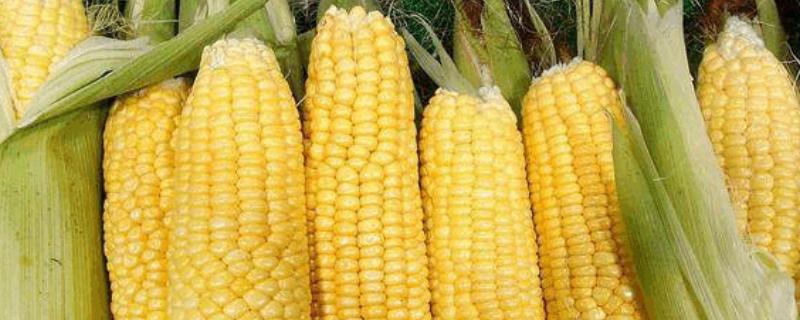 一根玉米的重量，玉米的热量高不高 一根玉米的热量是多少?吃玉米可以减肥吗