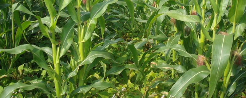 玉米最主要的根系 玉米根系生长特点