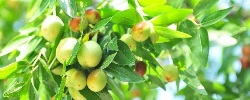 枣树打赤霉素的最佳时间 枣树什么时候打赤霉酸