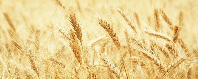 我国冬小麦的主产区 我国冬小麦种植地区