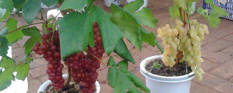 葡萄籽怎么种植能发芽 葡萄籽发芽后怎么种植