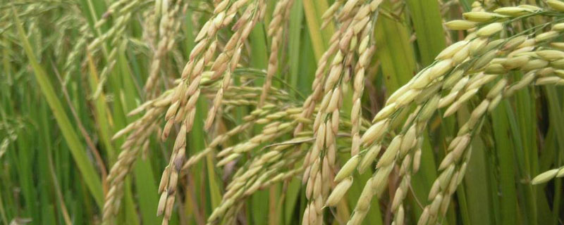 公稻子是种子的原因吗 稻谷是用什么种子种出来的