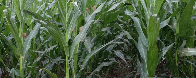 玉米抽穗期要施什么肥 玉米抽穗期应怎样施肥