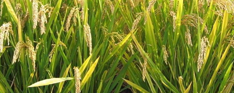 水稻红尖是什么原因 水稻苗红尖什么原因