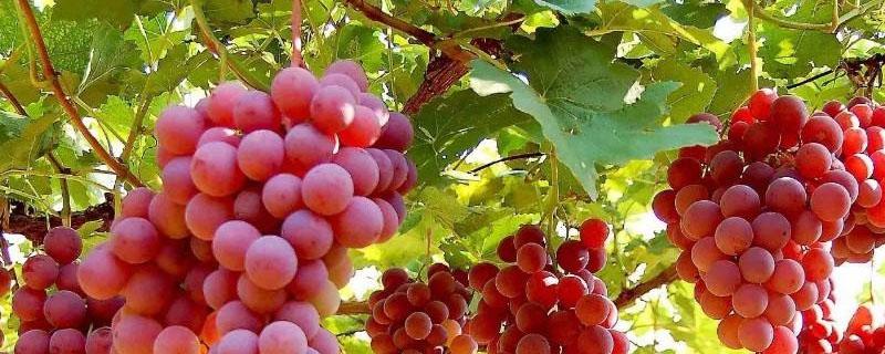 中国中原地区种植葡萄是源于 中国中原地区种植葡萄是源于哪里