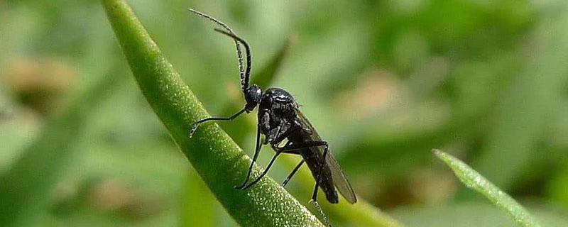 吡虫啉对小黑飞有效吗 吡虫啉能杀小飞黑吗
