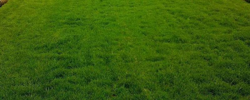足球场的草坪叫什么草（足球场用的草坪是什么草种）
