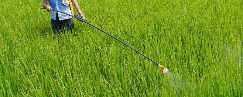精恶唑禾草灵对水稻有没有影响 精恶唑禾草灵优缺点