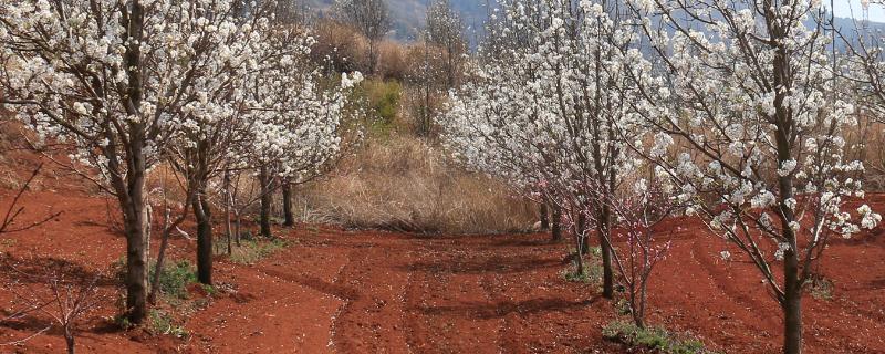 梨树全年农药配表 梨树全年打药表