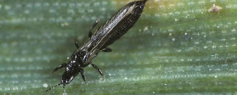西红柿苗上的黑虫虫是什么 西红柿苗有小黑色飞虫