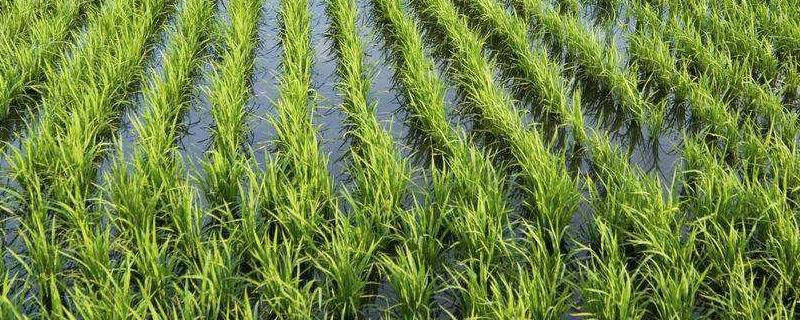 三江平原种植水稻的有利条件 三江平原可以种植水稻的最主要原因