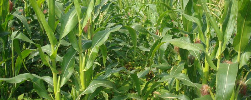 玉米施肥氮磷钾比例是多少 玉米追肥氮磷钾的比例