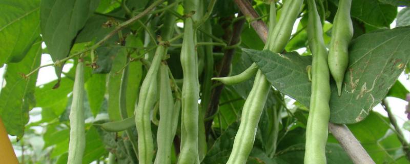 四季豆用什么肥料,各阶段的施肥方法（四季豆用什么肥用多少）