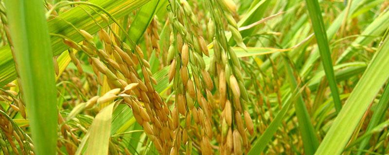 高产千斤旱稻品种（优质高产旱稻能产多少斤）