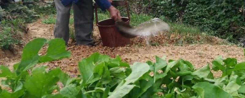 下雨天可以给蔬菜施肥吗（下雨天能给菜浇肥吗）