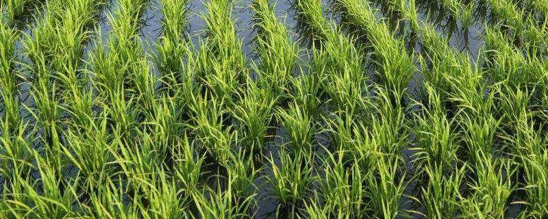 水稻出现药害现象如何处置 水稻受除草药害严重怎么办