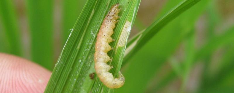 水稻卷叶虫的防治方法 水稻被卷叶虫卷了有什么办法补救