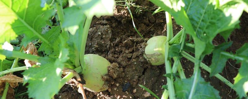 芥菜疙瘩种植时间和方法（芥菜疙瘩种植时间和方法视频）