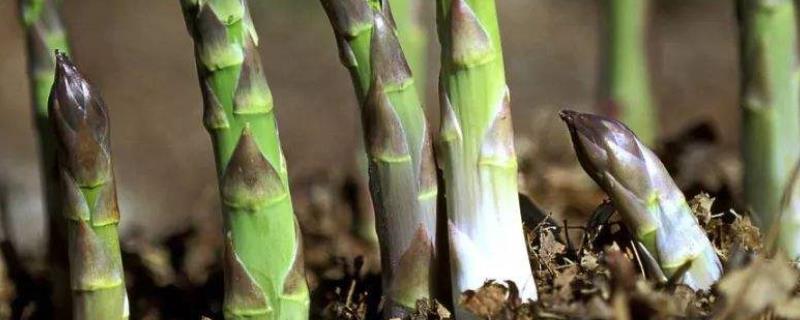 芦笋苗怎么栽（芦笋苗种植方法芦笋栽培技术）