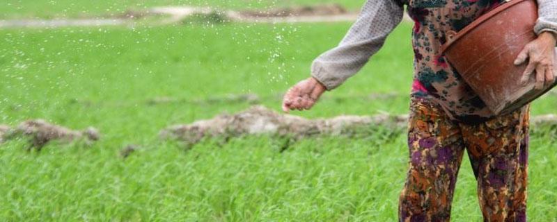 施肥后下雨还有效吗 施肥下雨了有用吗