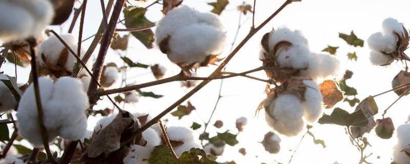 最早种植棉花的国家是哪个国家 最早种植棉花的国家是哪一个