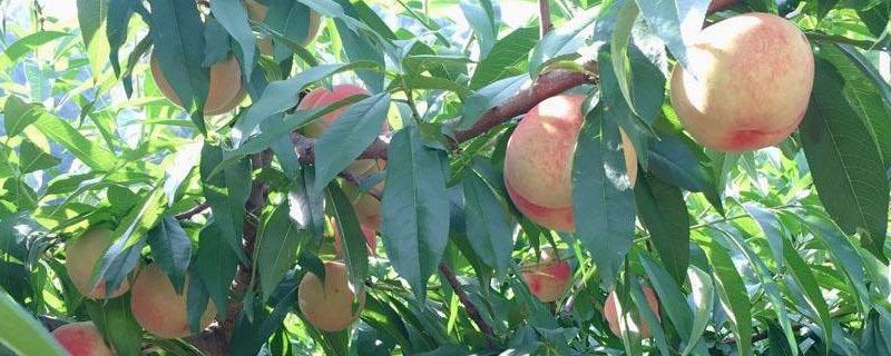 白凤水蜜桃品种介绍 白凤水蜜桃是哪里的特产