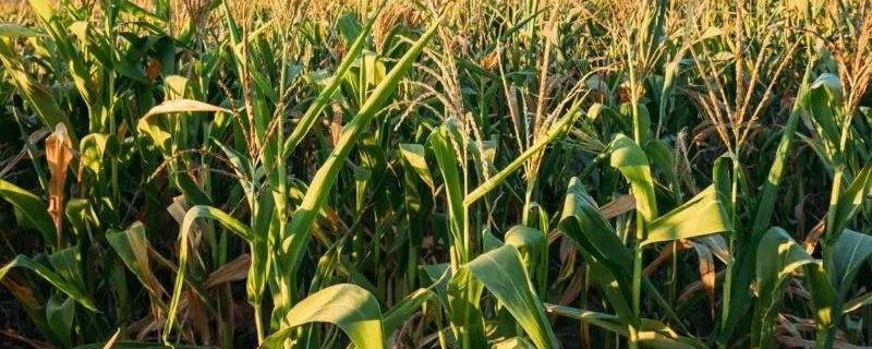玉米垄沟追肥方法 玉米追尿素追垄沟可以吗