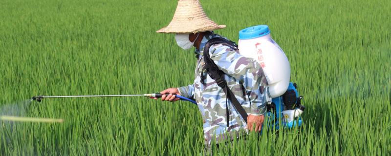 水稻细菌性褐斑病用什么药防治 水稻细菌性褐斑病用什么药效果好