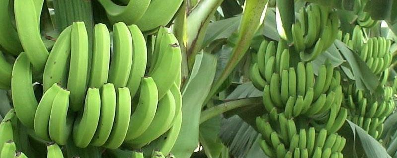 香蕉从种植到收成几个月（香蕉从种植到收成大约几个月）