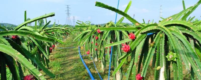 火龙果种植技术和技巧 火龙果种植经验