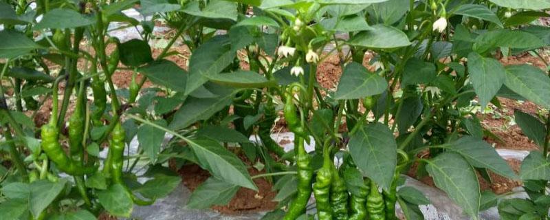 辣椒亩产量一般能达到多少 辣椒每亩的产量有多少