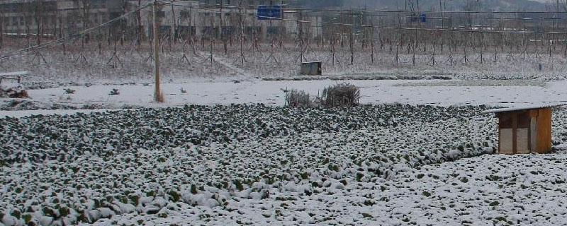 4月下雪对农作物影响（大雪对农作物的影响）