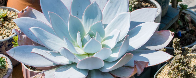 小白药是不是吡虫啉 小白药是吡虫啉吗