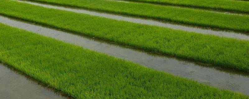 一亩地水稻多少盘秧苗 一亩地水稻多少盘秧苗广西