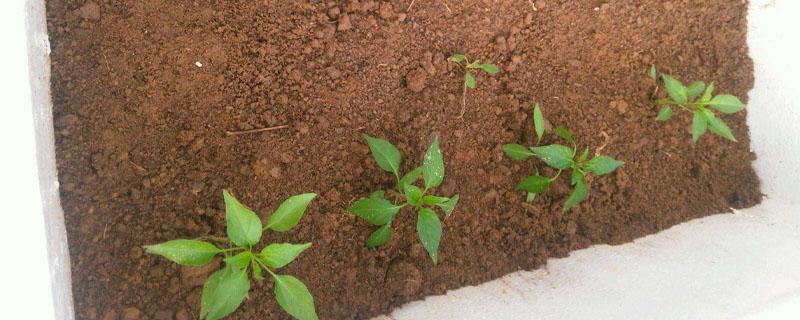 蔬菜苗移植要注意什么 怎么培育菜苗准备移栽