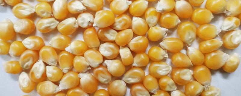 玉米千粒重一般是多少 玉米千粒重一般是多少克