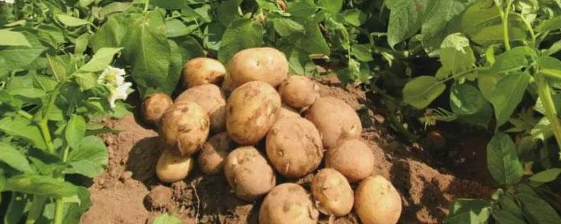 滕州土豆最大产地是哪里 山东滕州土豆产地价格