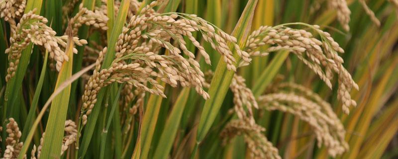 世界上栽培稻的发源地是哪个国家（栽培稻起源于中国）