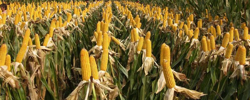 东北地区玉米产地主要集中在 东北地区的玉米主要分布在