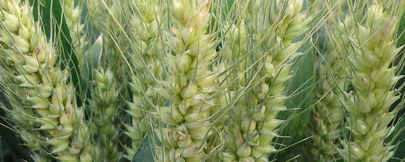 小麦种子胚细胞含量最多的化合物 小麦种子胚乳细胞