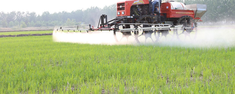 根除香附子特效除草剂 香附子用什么除草剂效果好