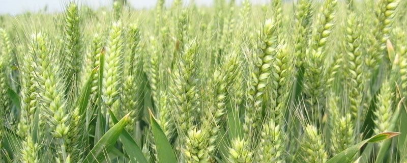 小麦种子无氧呼吸产物 小麦种子无氧呼吸产物是什么