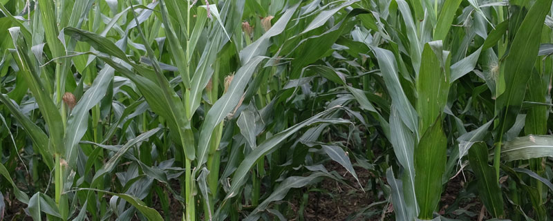 玉米苗前封闭除草剂打完下雨行吗