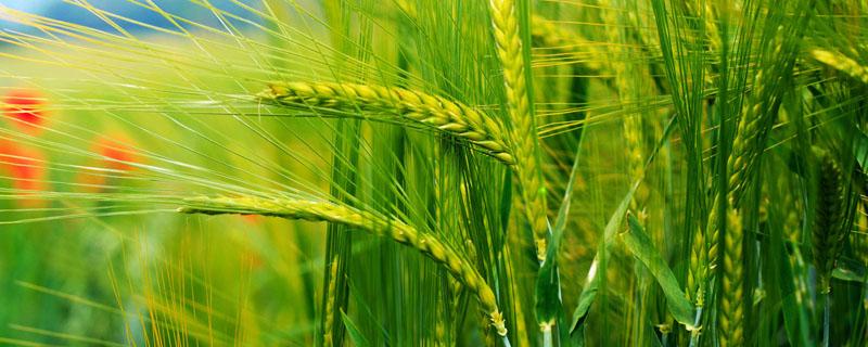 小麦吸浆虫用什么药 小麦吸浆虫用什么农药防治